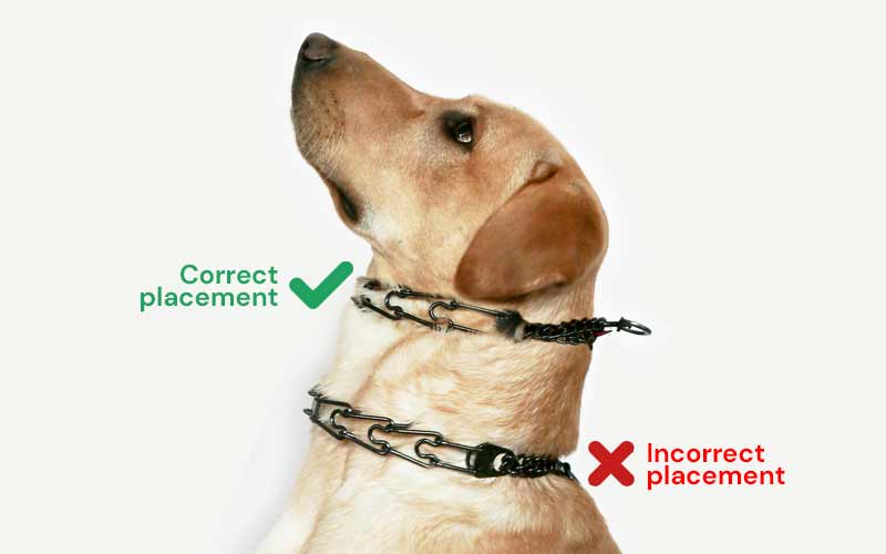 Can an E Collar Choke My Dog 