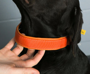 A dog with a correctly-sized Keeper collar.