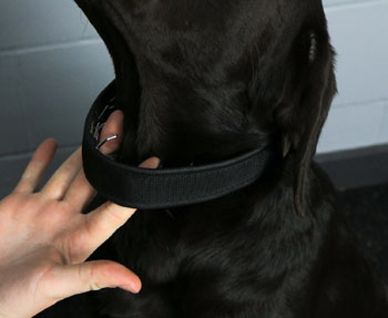 A dog with a slightly big Keeper Collar to allow for growth.