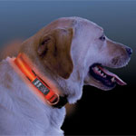 Nite Dawg LED Collar