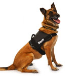 Service Dog Active Fit Harness