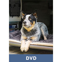 Intermediate Dog Obedience DVD