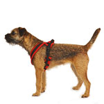 Nosework Harness