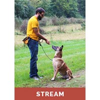 Leash Reactivity with Tyler Muto - Streaming