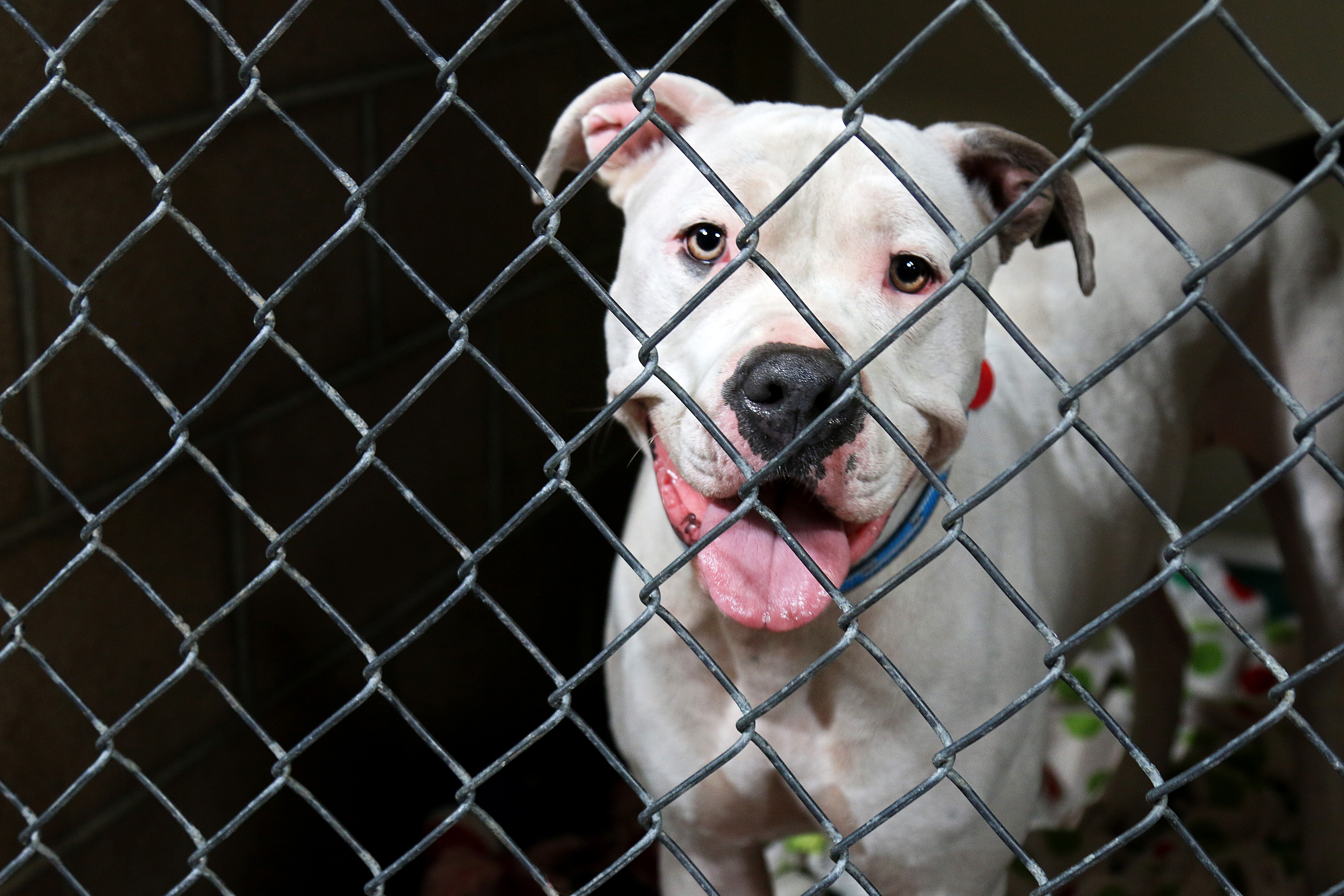 From the Rescue to the Home