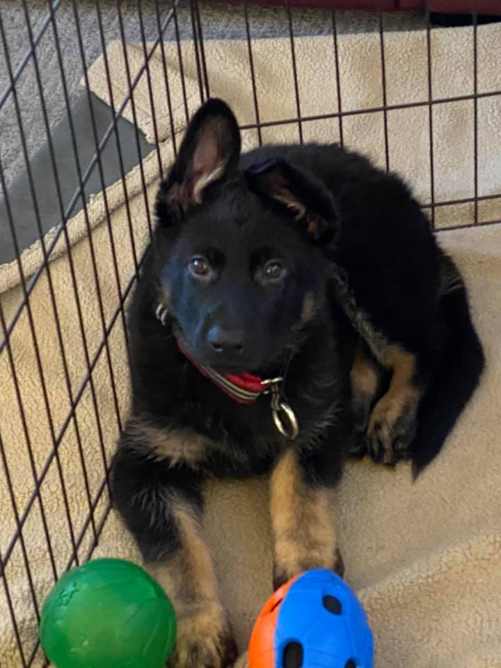 Artie in an ex-pen