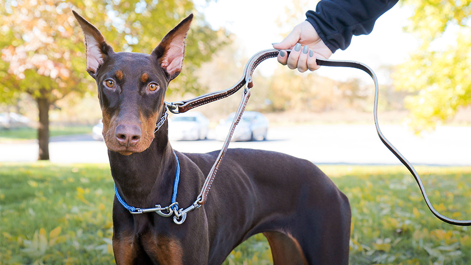 Dominant Dog Collar as a backup collar