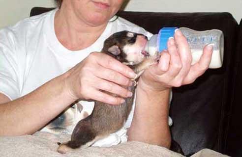 puppy being bottlefed at 10 days old