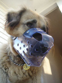 dog wearing jafco muzzle