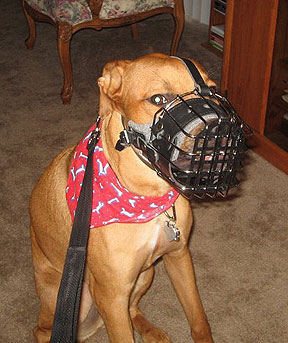 Pit bull in a muzzle