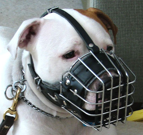 American Bulldog wearing muzzle