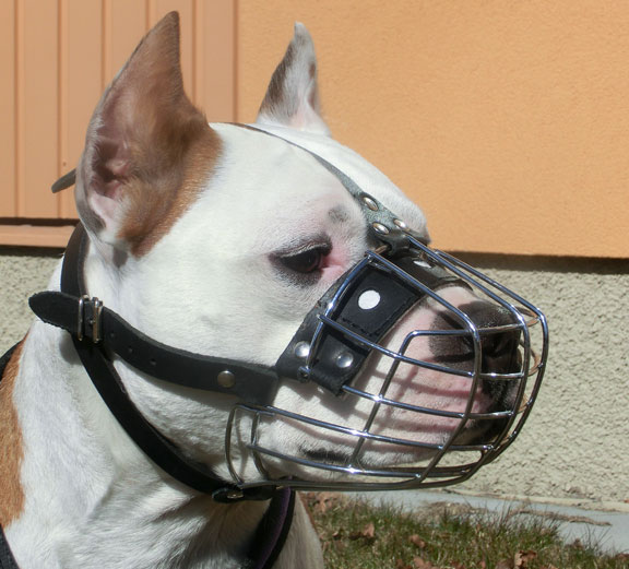 dog wearing wire basket muzzle