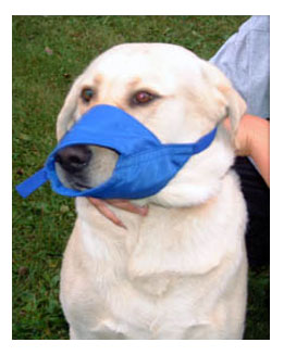 Labrador in a cloth muzzle