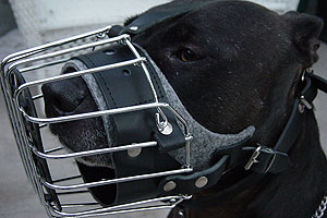 Dog in Wire Basket Muzzle
