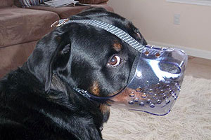 Rottweiler in Jafco Muzzle
