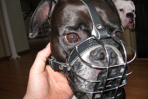 Boxer in Wire Basket Muzzle