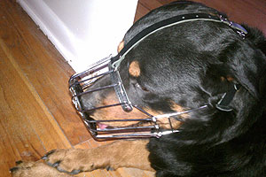 Dog in Wire Basket Muzzle