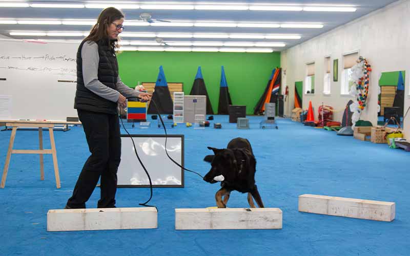 The Danger of Using Kongs and Tennis Balls as Rewards in Detection Dog Training