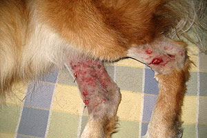 graphic image of dog bite