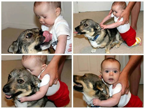 an uncomfortable dog with a baby