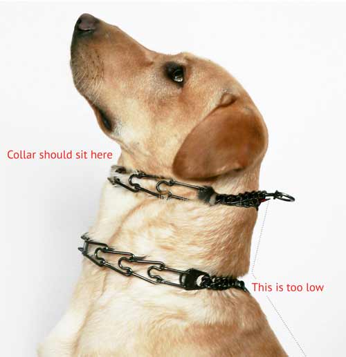 prong collar for dogs