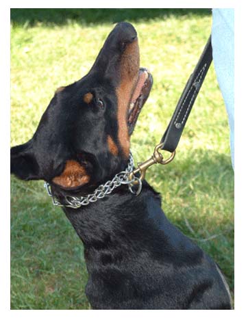 Buy prong clearance collar