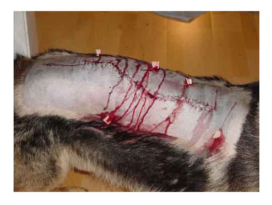 closeup of Oka's wounds