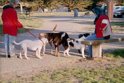 several dogs greeting another at a dog park