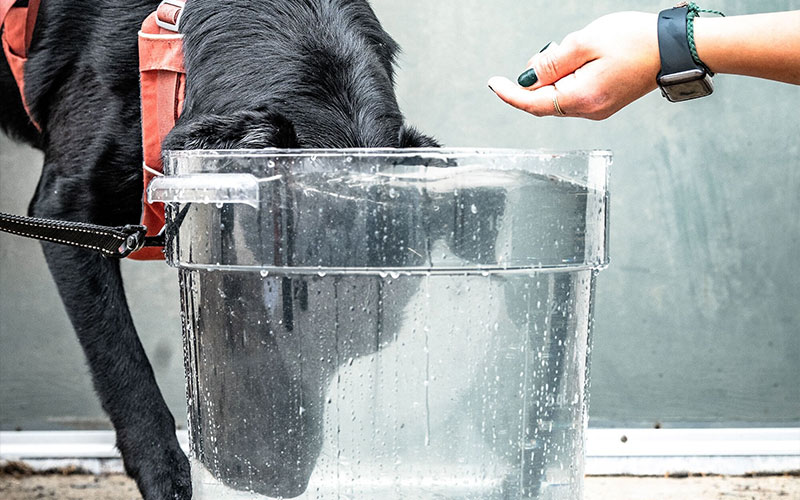 A dog voluntarily dunking its head into a bucket of water to retrieve a toy