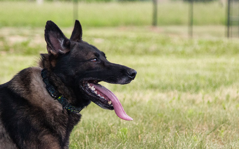 Close-up of a dog showing heat stress signs: Spoon-shaped tongue and panting