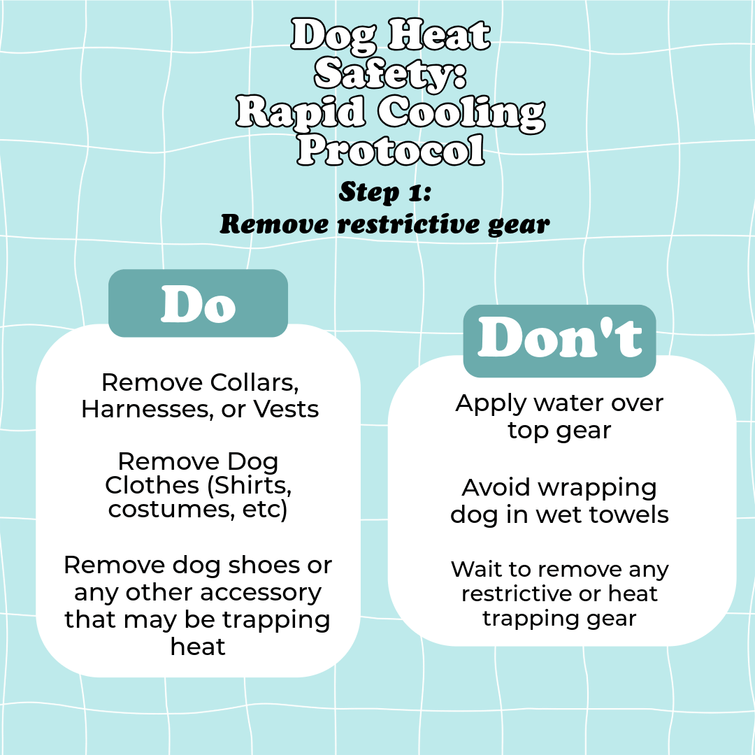 Dog Heat Safety: Rapid Cooling Protocol — 5 step graphic series