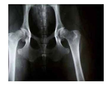border collie hip x-rays