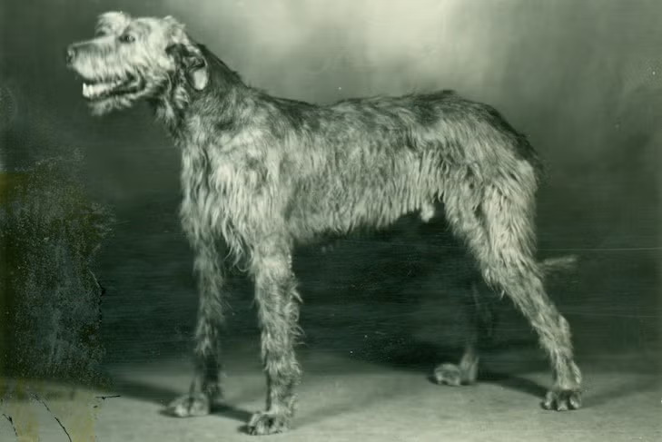 Irish Wolfhounds