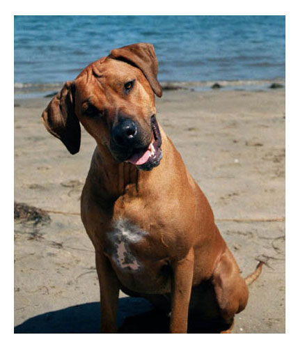 dog by beach with head tilted