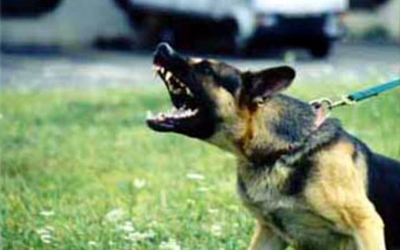 Problem Solving in Training the Police Bark & Hold