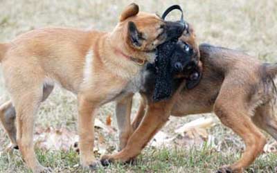 Two puppies pulling at a tug
