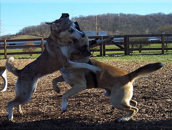 The Evolution of Training Methods Used to Control Dog Aggression with Electric Collars
