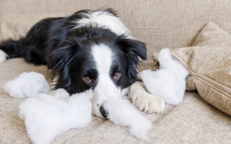 Petsmart clearance dog obedience