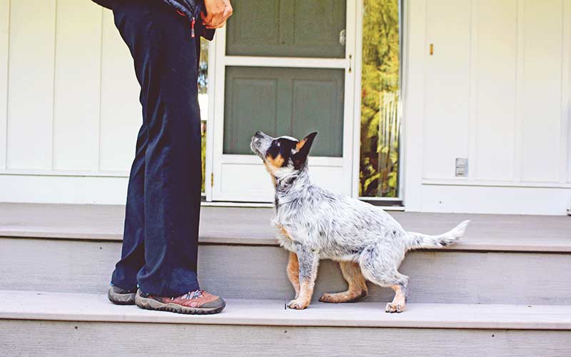 Important Terminology You Should Know When Training Basic Dog Obedience