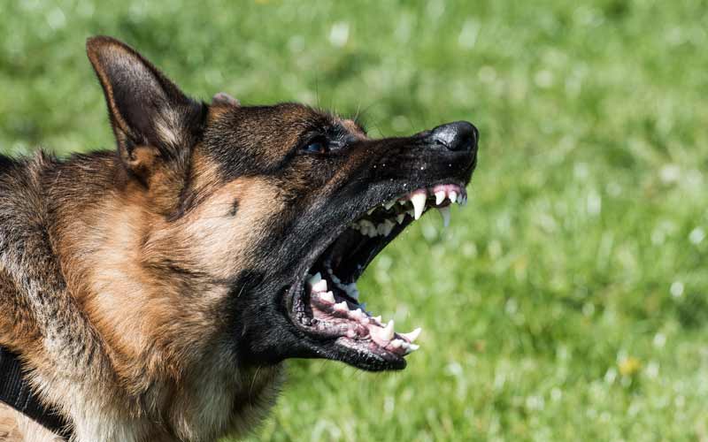 Police Service Dogs: The Bark and Hold