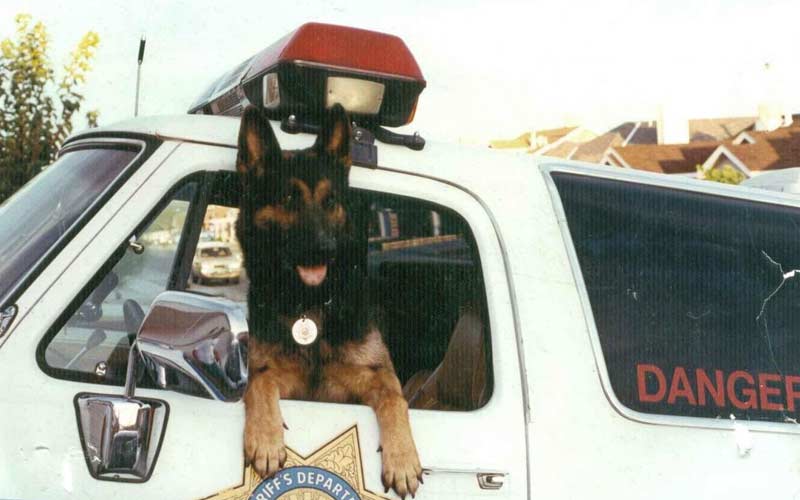 On Compulsion and Inducements: The Why for Each in Police Dog Training