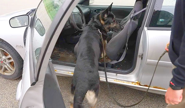 German Shepherd doing a search in a car