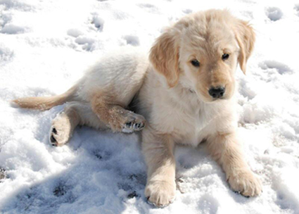 Kirby as a puppy in the snow