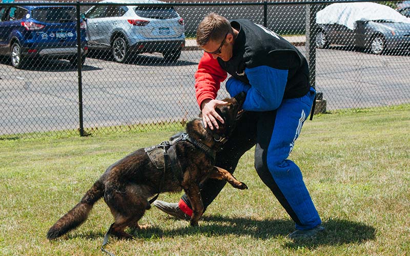 Strong Fabric Dog Bite Tug Young Police Dog Chew Training Aggressive Dog  Toys