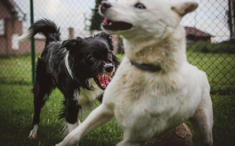 My Dog is Dog Aggressive: What Can I Do About It?