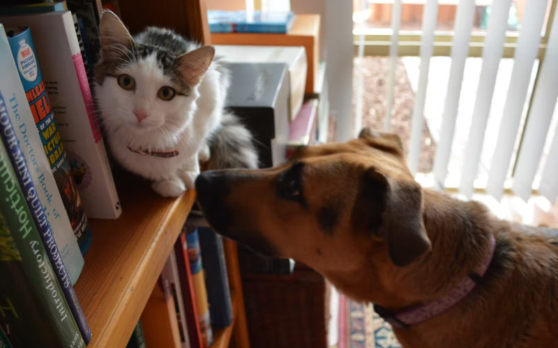 Dog sniffing cat sitting on bookshelf