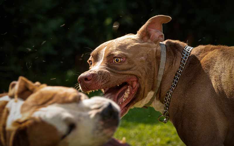 Dog Fights and Leerburg's Dominant Dog Collars Don't Go Together