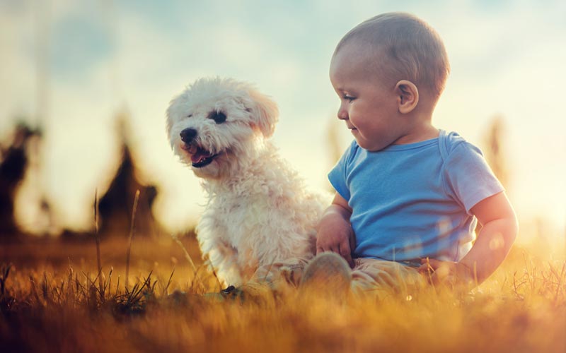 Dog Growls and What They Mean For Your Child
