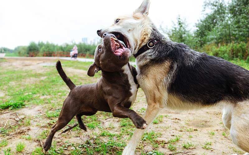 How to Tell If Dogs Are Playing or Fighting