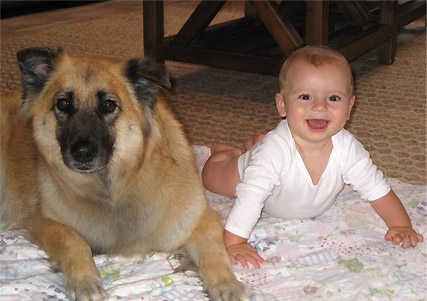 Can I Introduce My Baby to an Aggressive Dog?